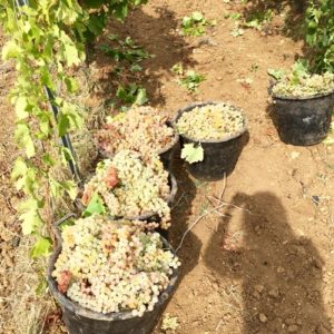 animacorale vini siciliani