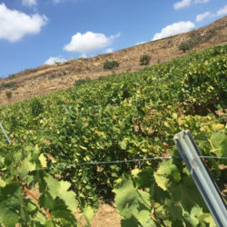 vigne vini siciliani
