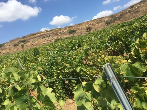 vigne vini siciliani