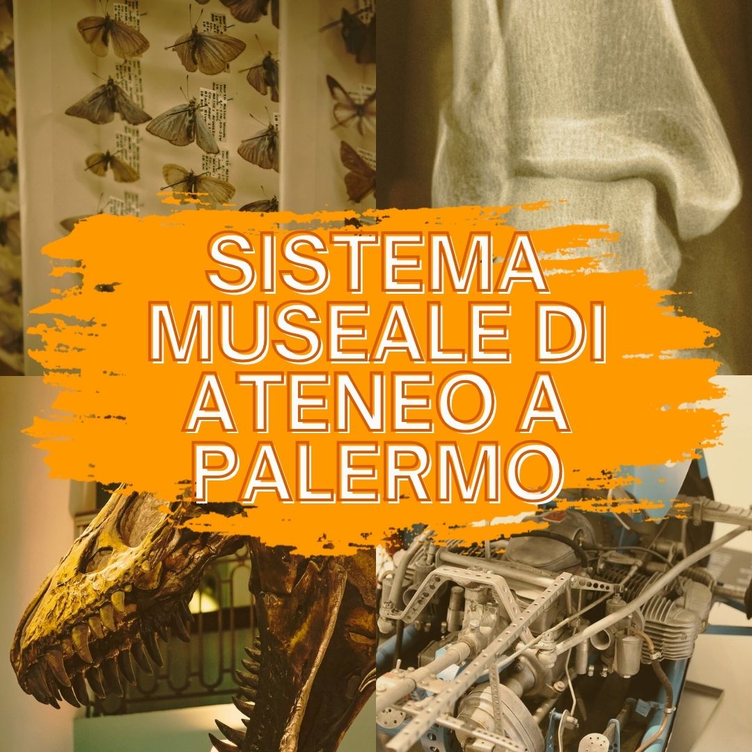 cultura natura scienza storia siciliana musei universitari d'ateneo Palermo