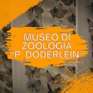 cultura scienza natura animali zoologia museo zoologico ateneo università Palermo Sicilia