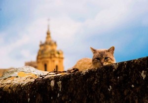 Fotografia - San Giorgio e il gatto - Paola Scollo